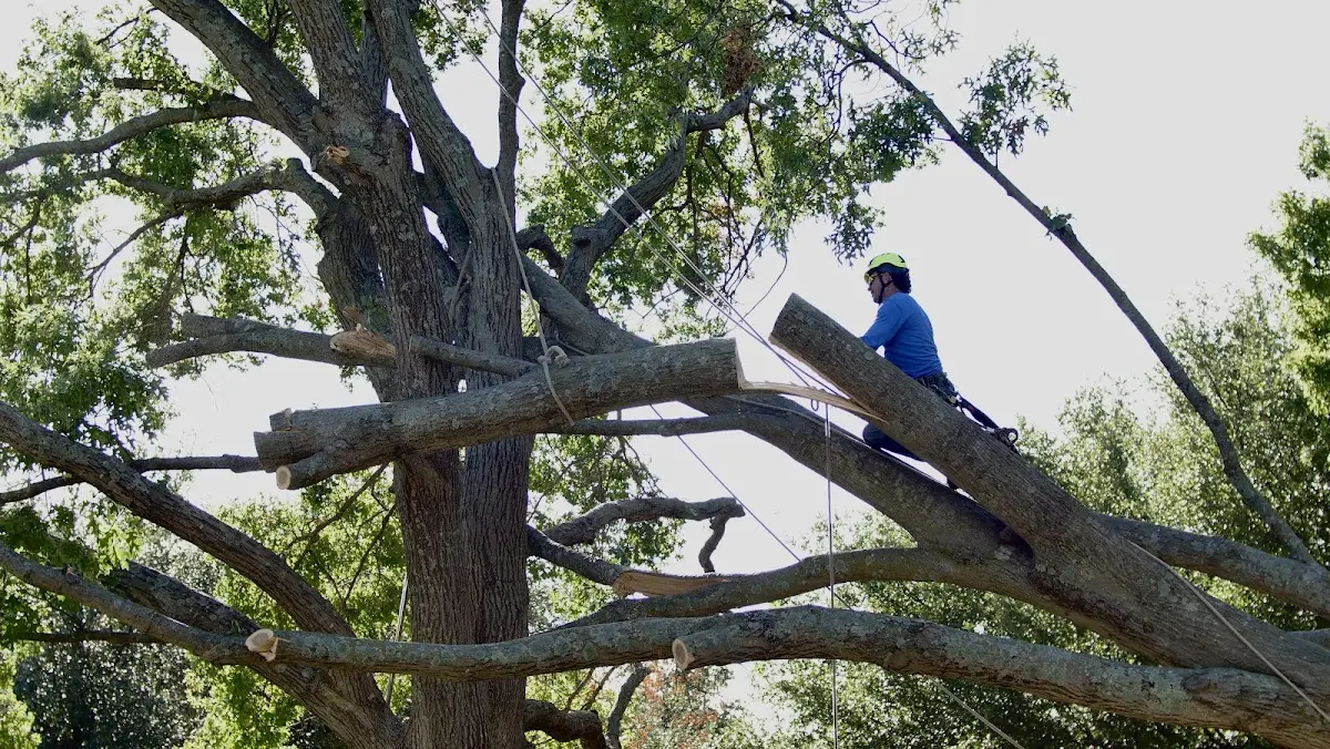 Professional Hazardous Tree Removal performed by certified arborists in Dillard