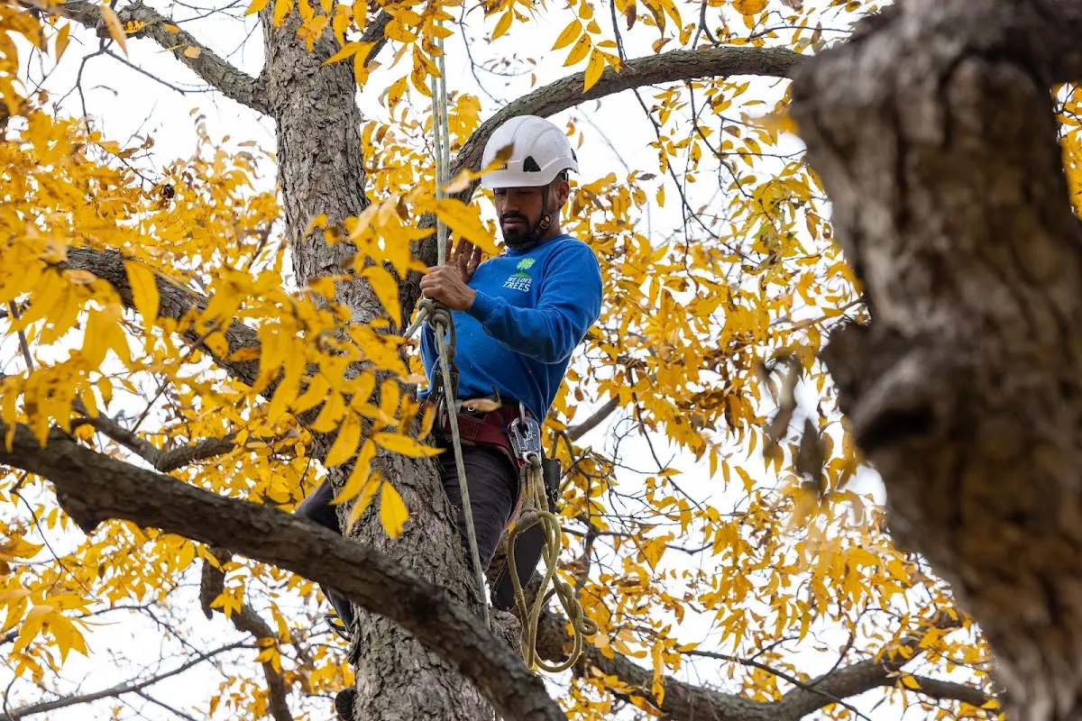 Skilled Emergency Tree Service crew working in Dillard